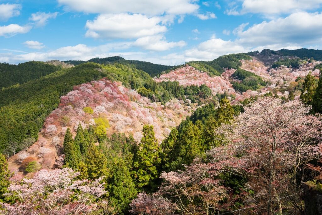 Cherry blossoms dominating the landscape of Omine Mountain Range, Osaka
