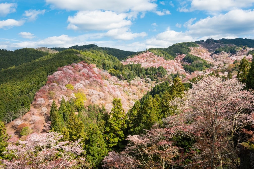 Cherry blossoms dominating the landscape of Omine Mountain Range, Osaka