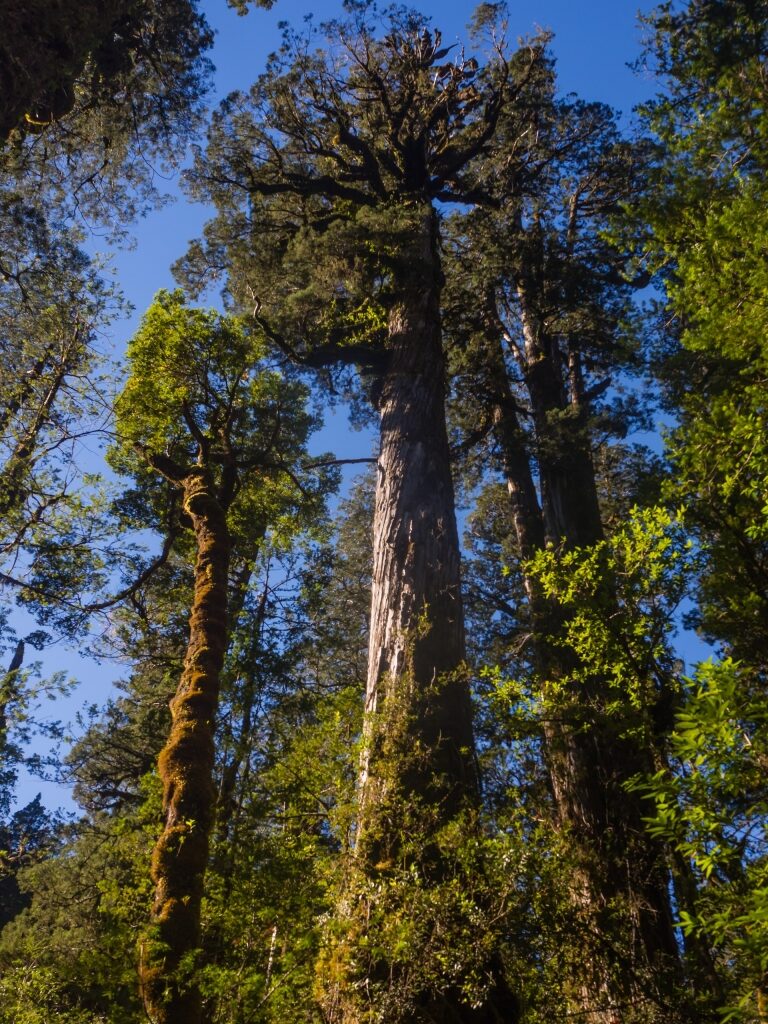 Alerce trees in Chile