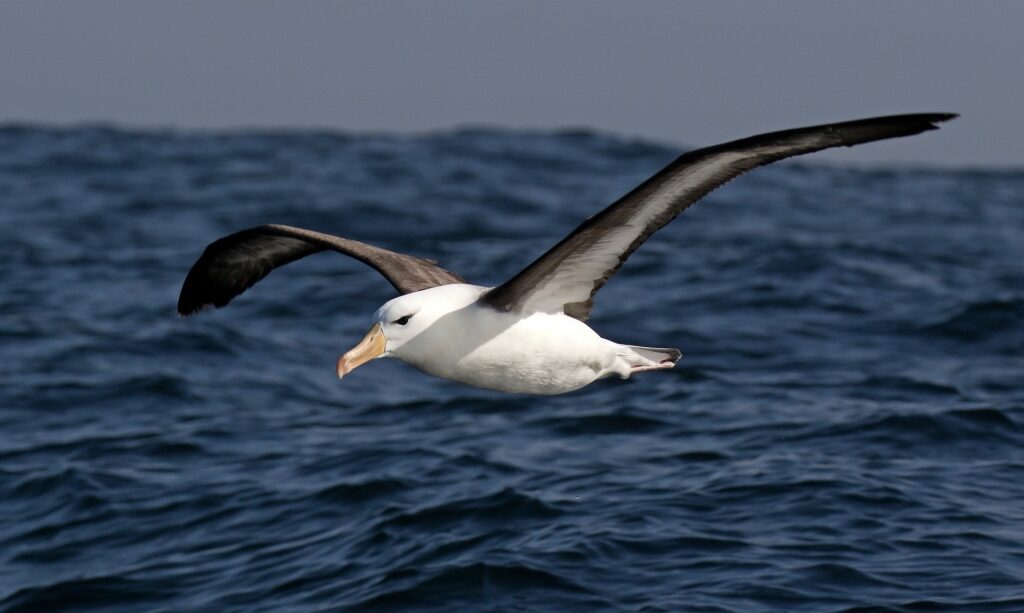Albatross spotted in Chile