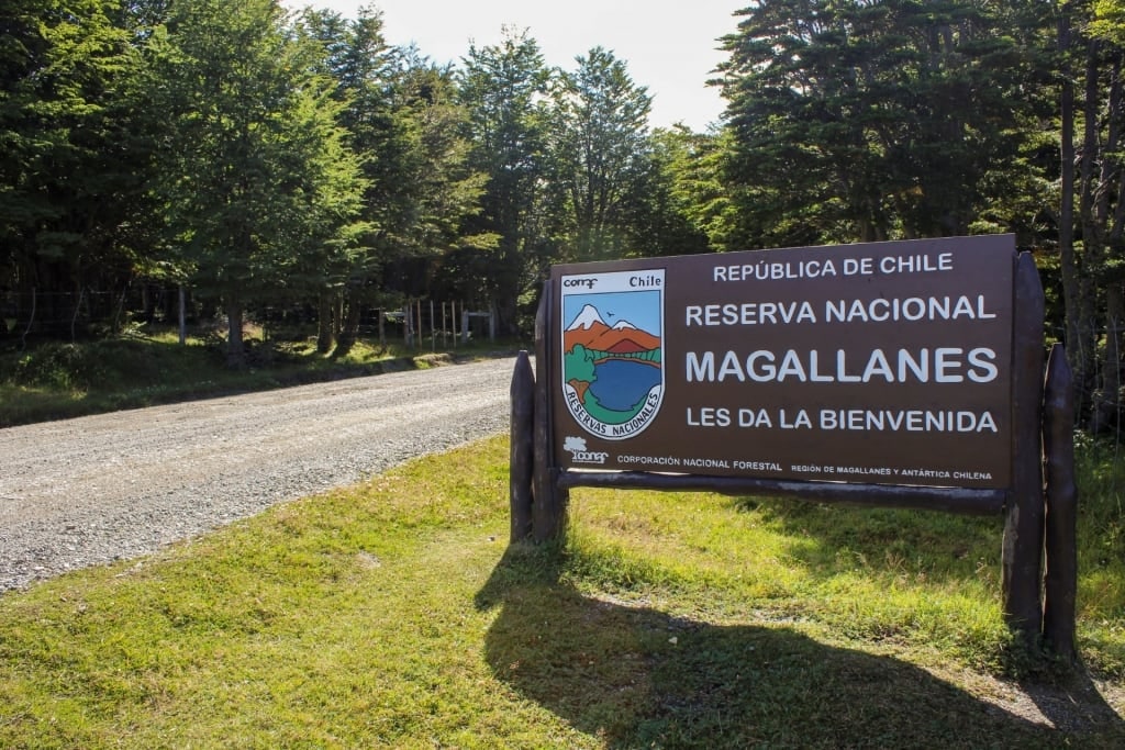 View of Magallanes National Reserve, Punta Arenas