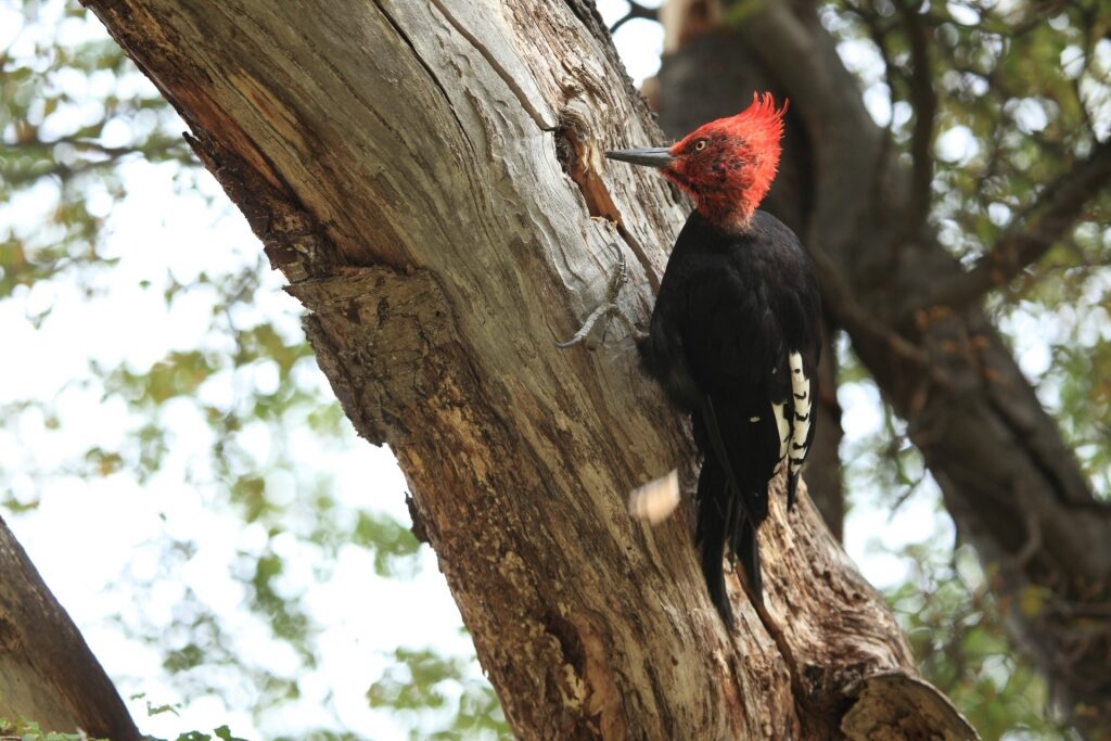 Magellanic woodpeckers spotted in Chile
