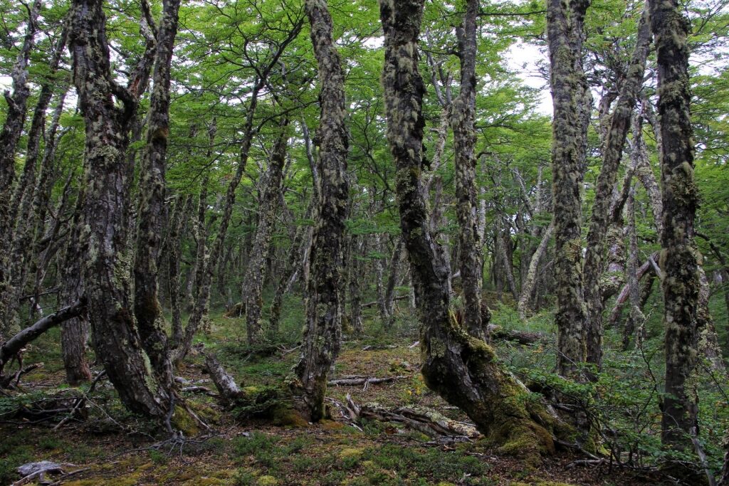 View of the woods in Reserva Nacional Laguna Parrillar, Punta Arenas