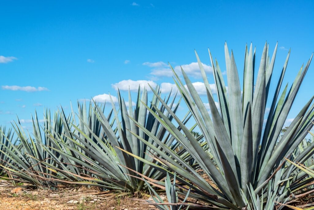 Blue agave plant in a farm