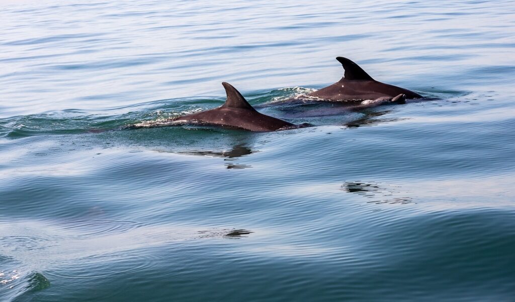 Dolphins swimming in Puerto Vallarta