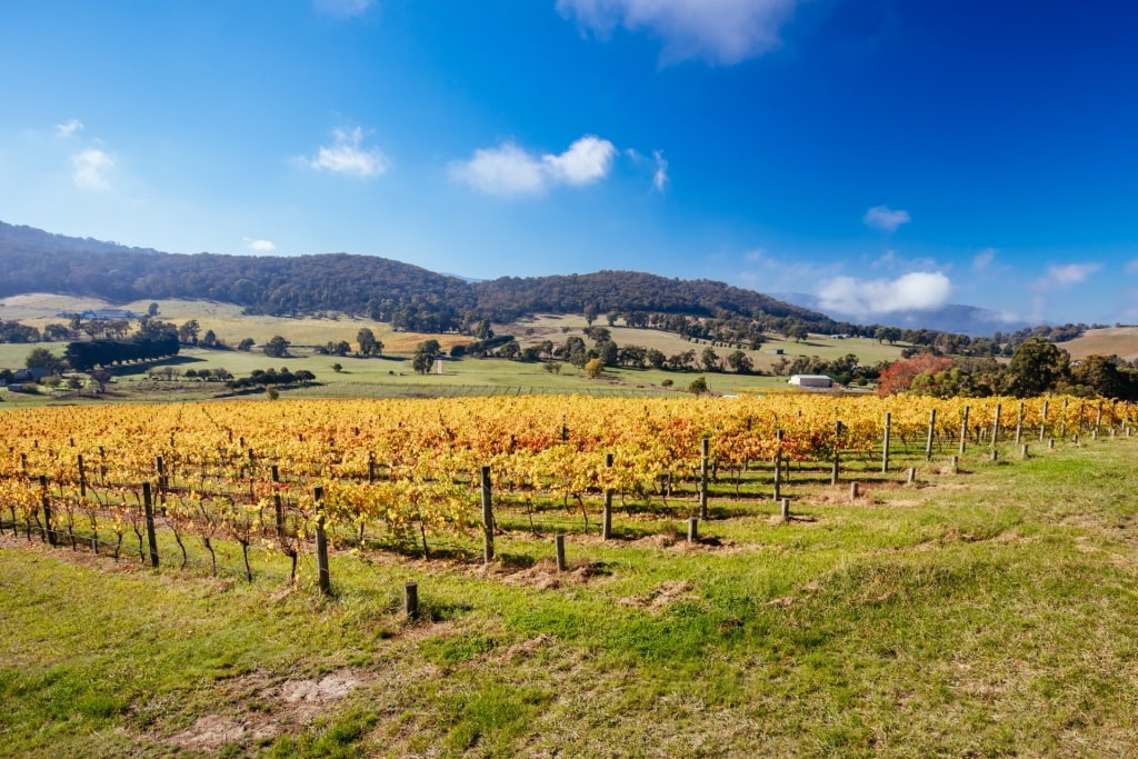 Lush landscape of Yarra Valley, Melbourne