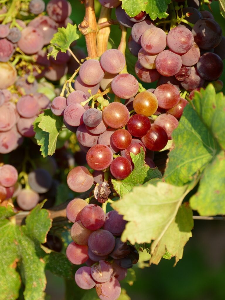 Nielluccio grapes