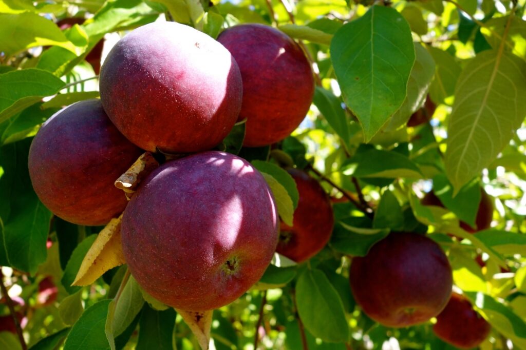 Apples in Maine