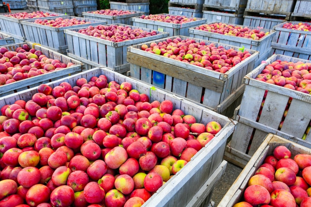 Apples in crates