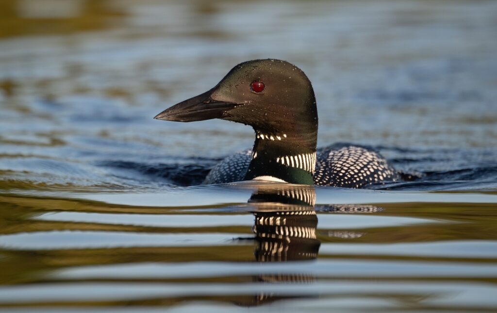 Loon swimming in water