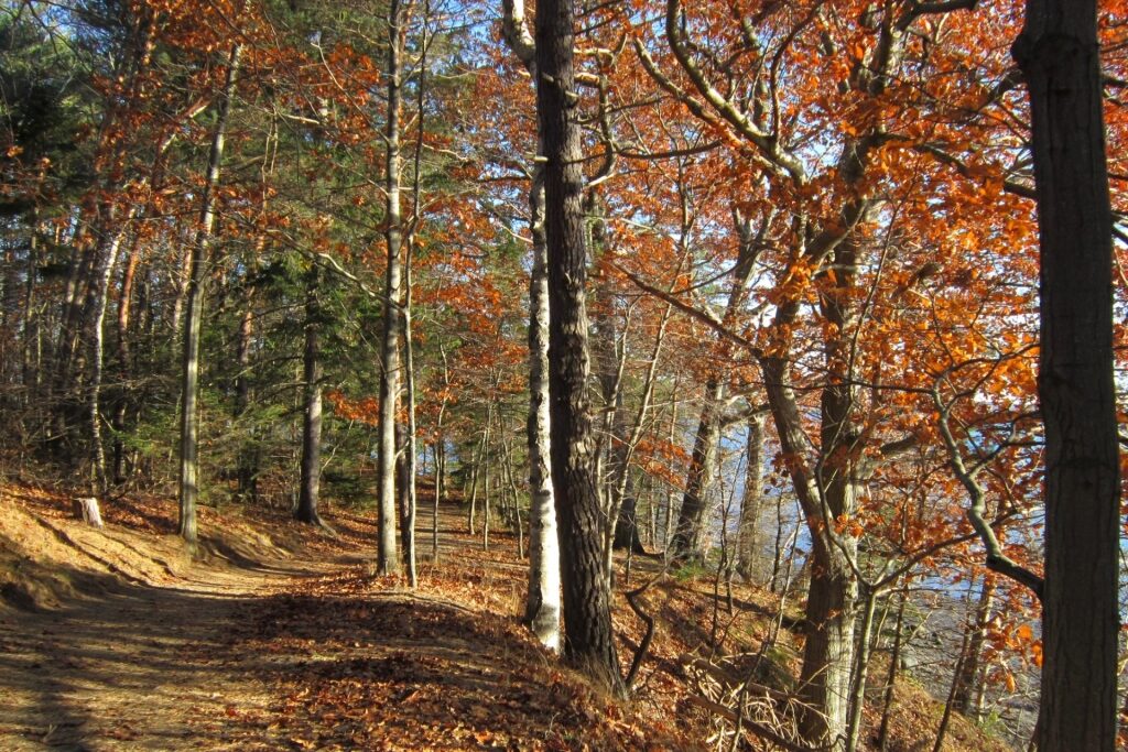 Hiking trail in Mackworth Island