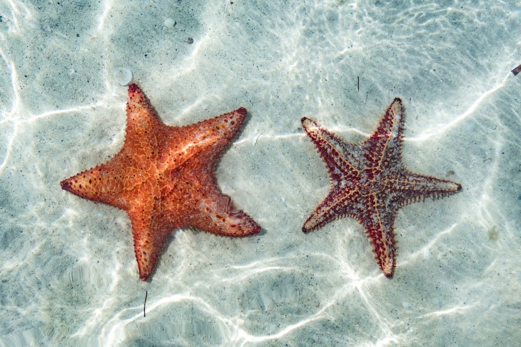 Starfish spotted in Starfish Point, North Side