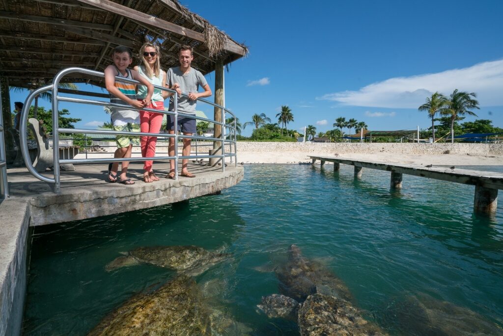 People looking at sea turtles from the Cayman Turtle Centre
