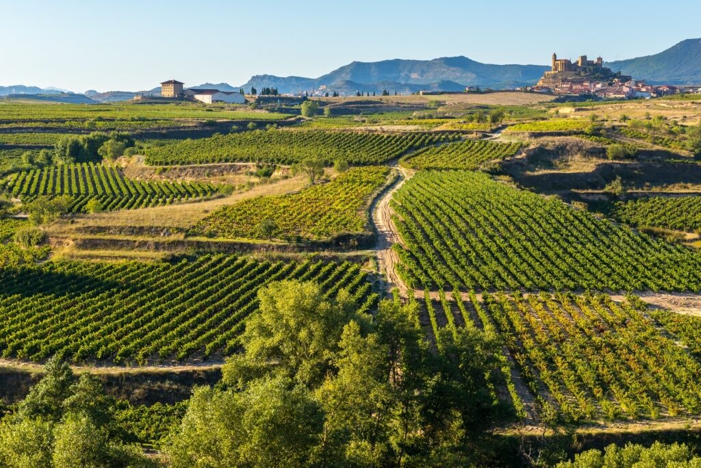 Vineyard in La Rioja, near Bilbao