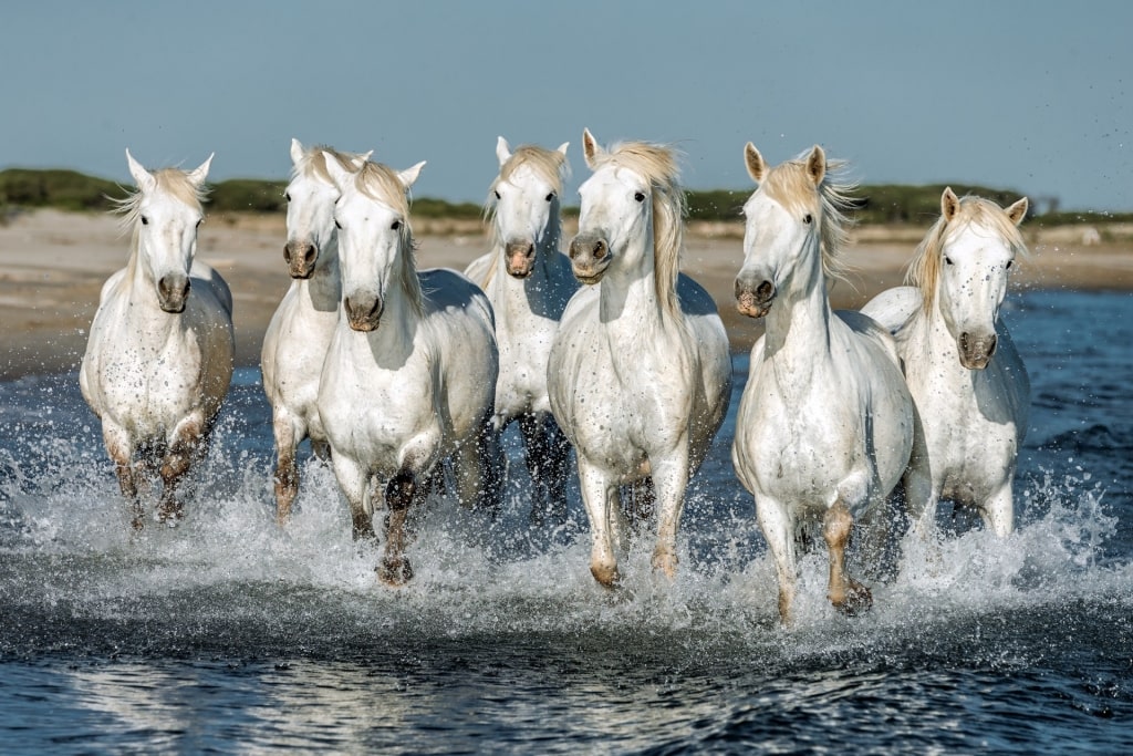 White horses in Camargue