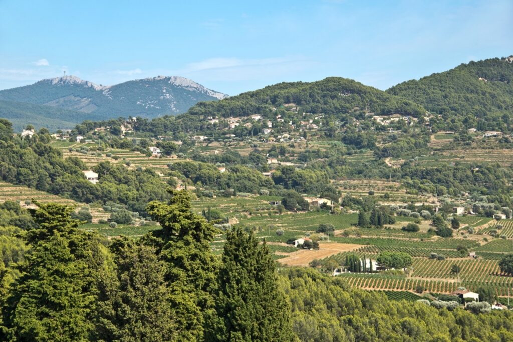 Lush landscape of Bandol wine region