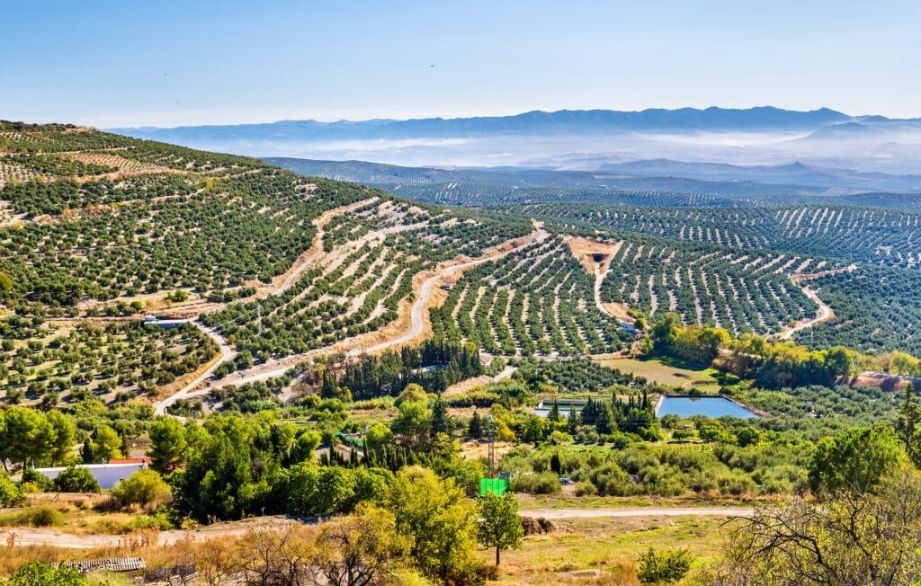 Olive farms in Úbeda