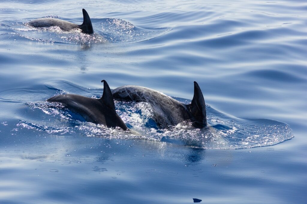 Pilot whales spotted in Gran Canaria