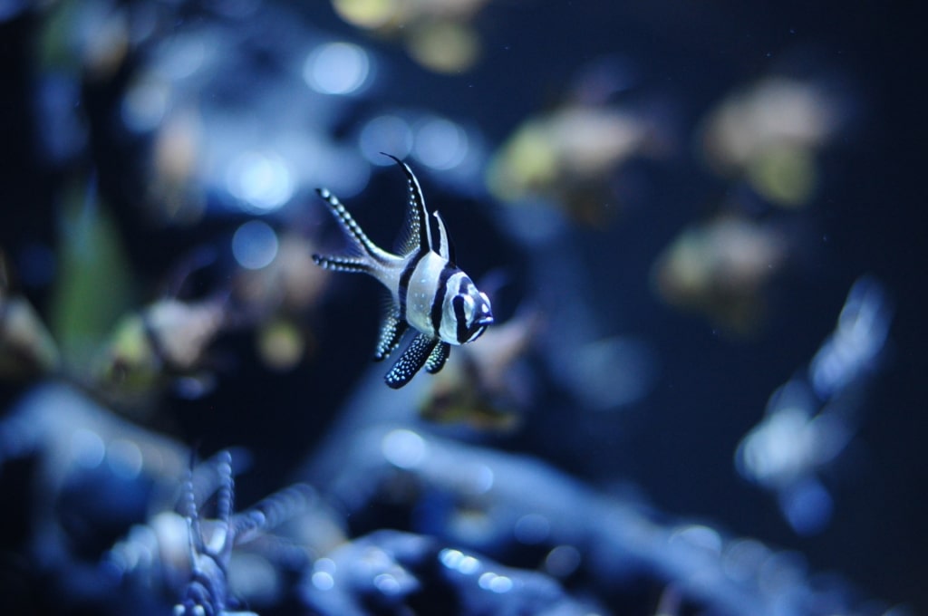 Fish at the Poema del Mar Aquarium