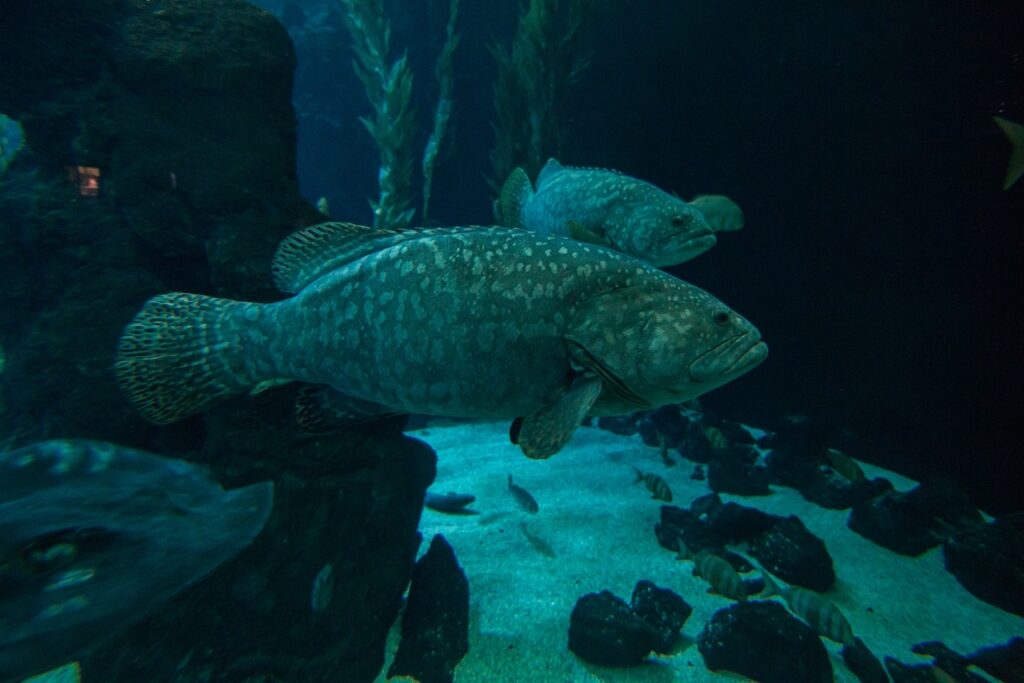 Fish at the Poema del Mar Aquarium