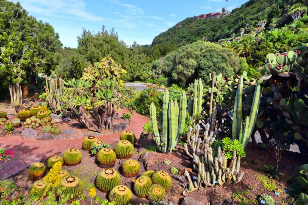 Lush landscape of Viera y Clavijo Botanical Garden