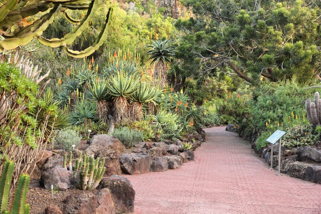 Exotic plants in Viera y Clavijo Botanical Garden