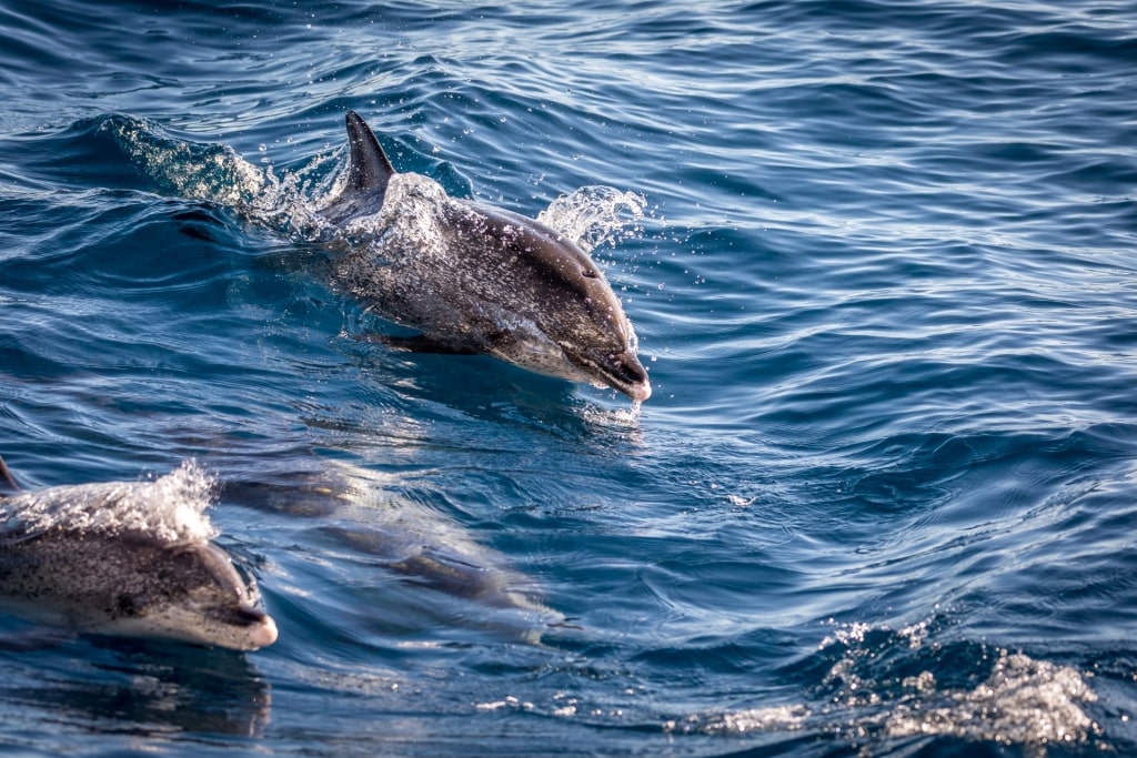 Dolphins spotted in Gran Canaria