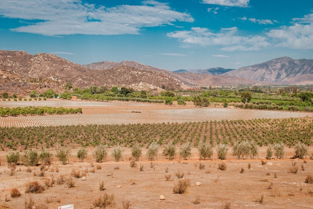 Landscape of Guadalupe Valley, Ensenada