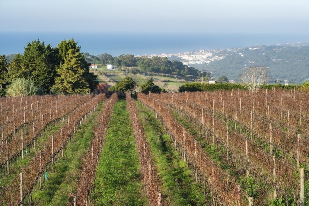 Vineyard in Adega Regional de Colares, Sintra