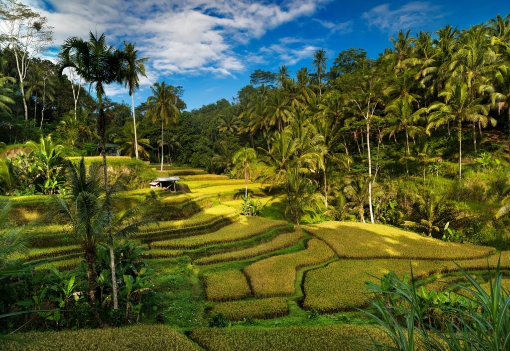 Lush landscape of Tegallalang Rice Terrace in Bali, Indonesia