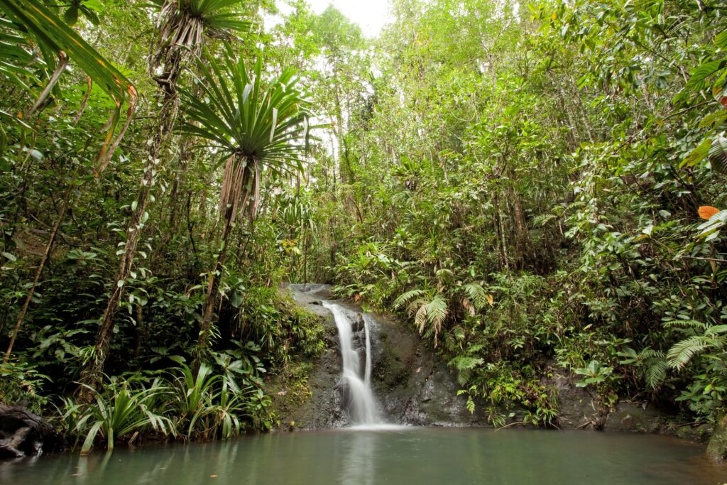 Lush landscape of Colo-I-Suva Forest Park in Fiji, South Pacific