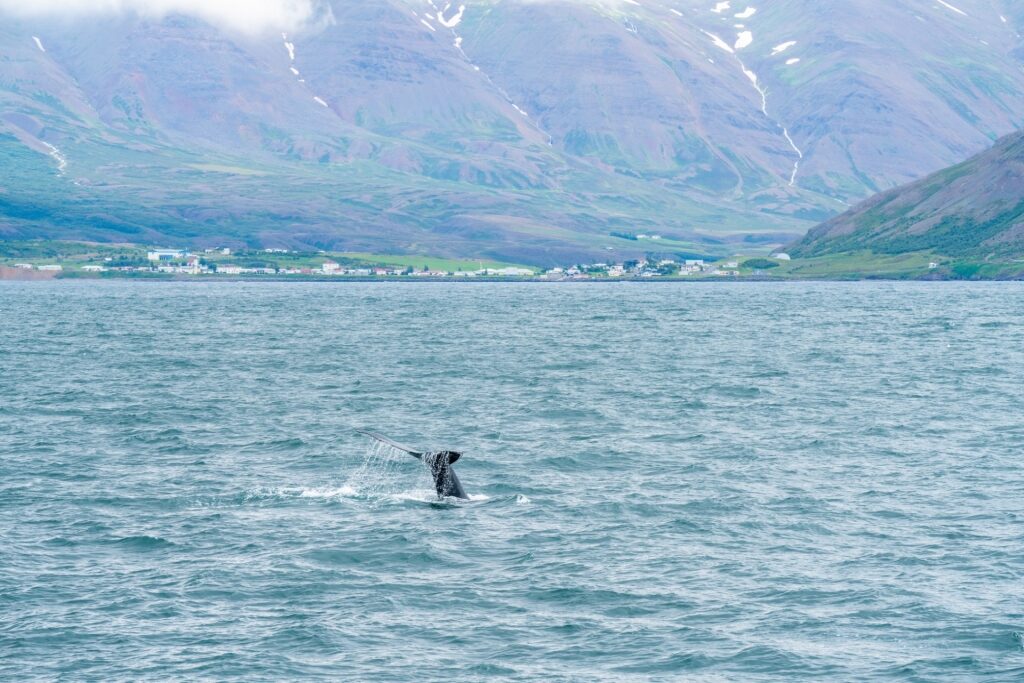 Whale spotted in Akureyri, Iceland