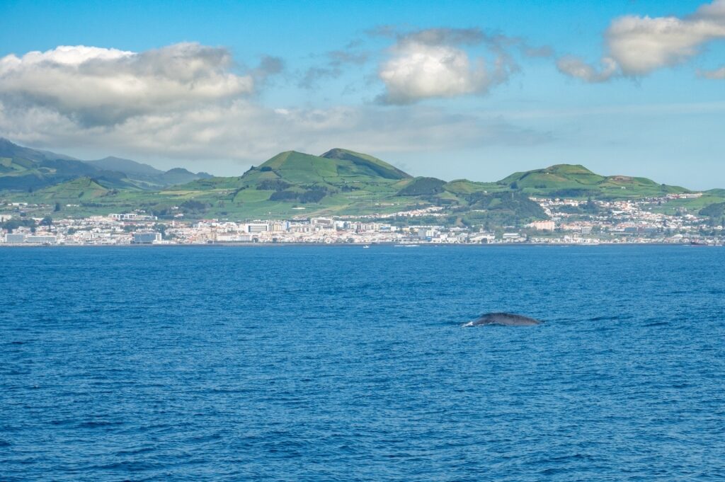 Azores, Portugal, one of the best places to go whale watching