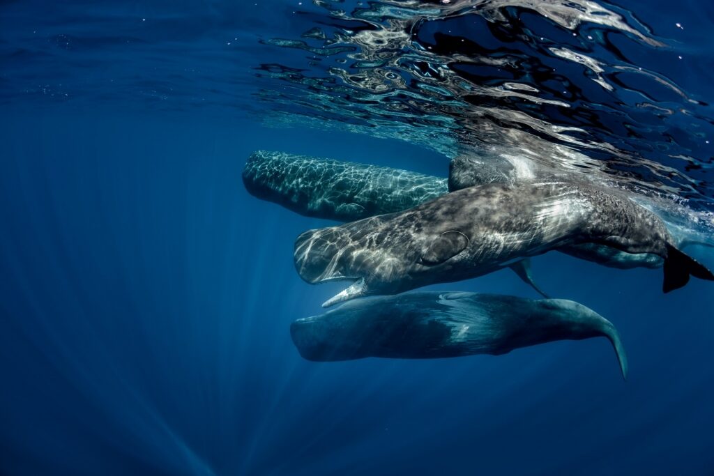 Sperm whales in Azores, Portugal
