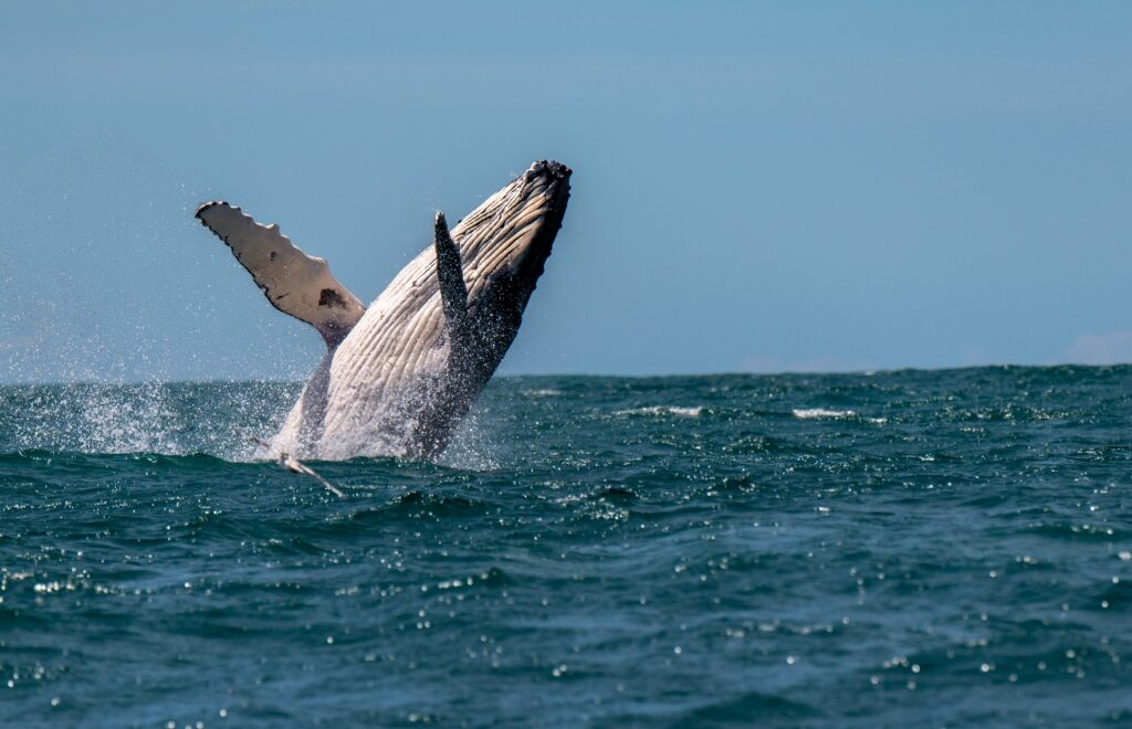 Humpback whale in the Bay of Islands, New Zealand