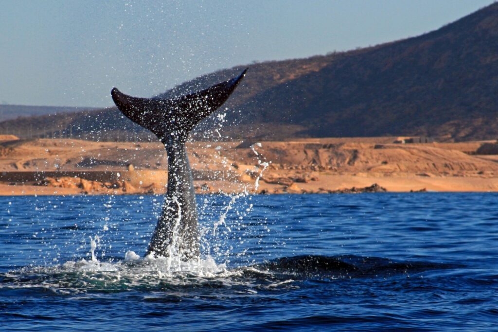 Whale spotted in Sea of Cortez in Cabo San Lucas, Mexico