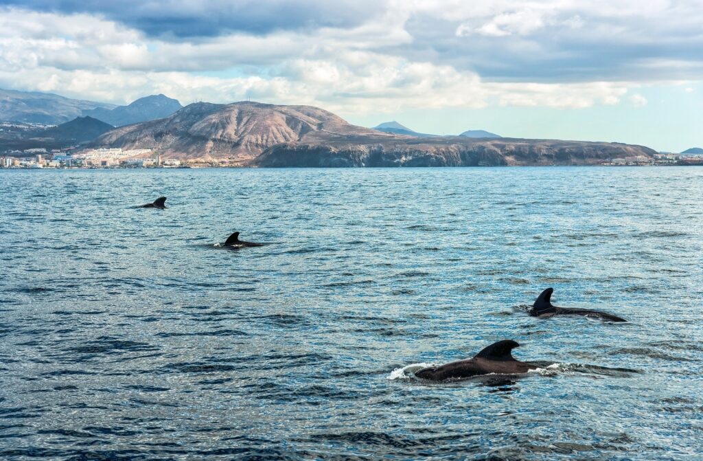 Pilot whales in Canary Islands, Spain