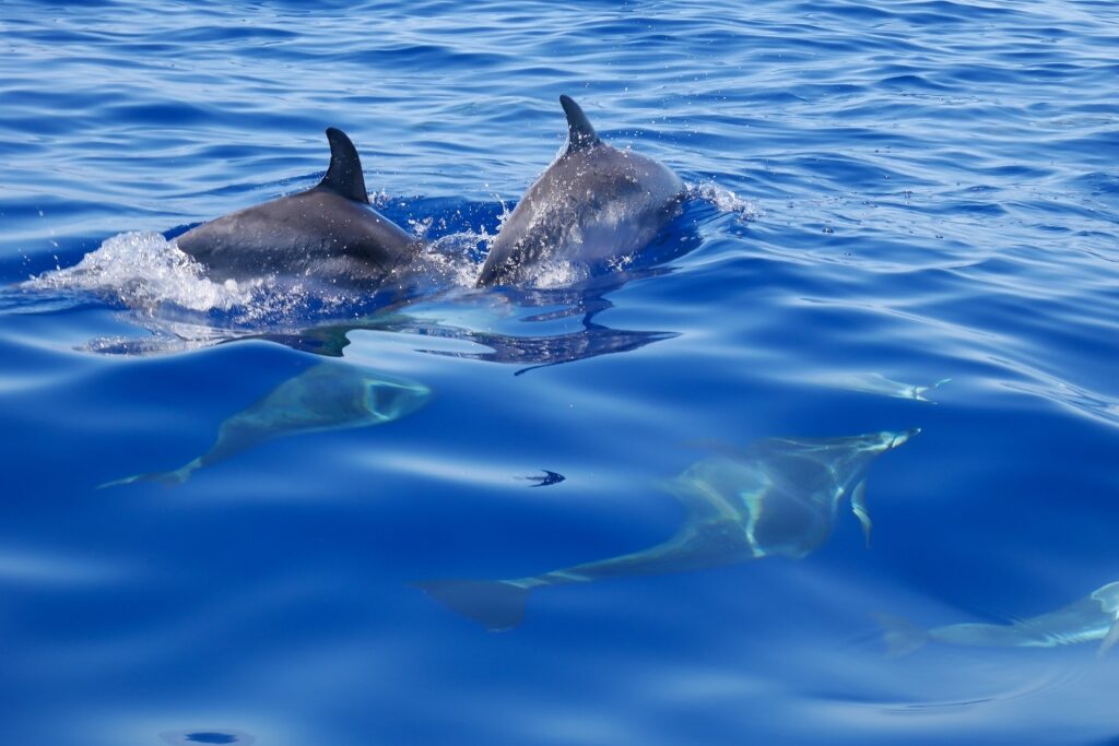 Spotted dolphins spotted in the Canary Islands