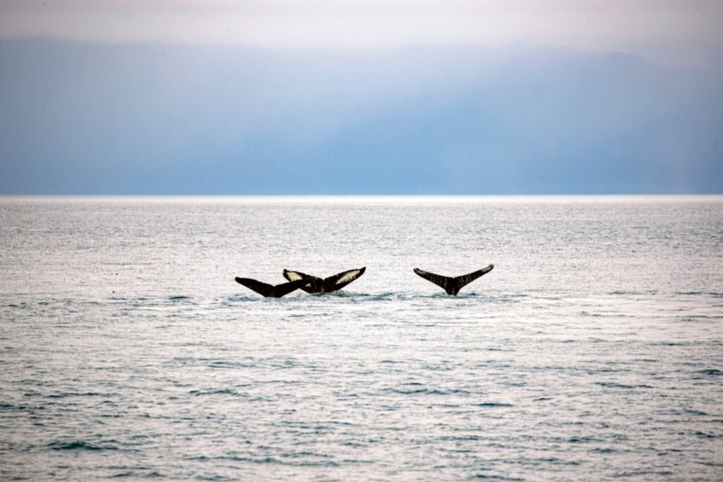 Whales spotted in Icy Strait Point, Alaska