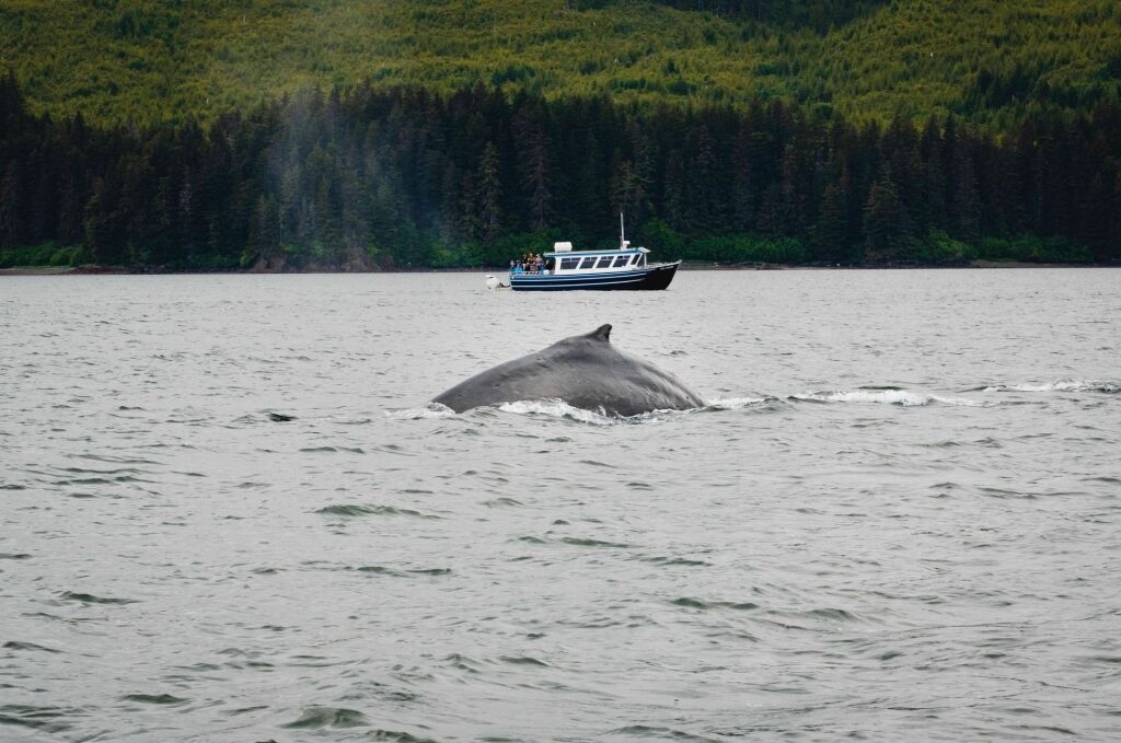 Whale-watching in Juneau, Alaska