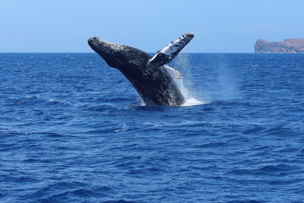 Humpback whale in Maui, Hawaii