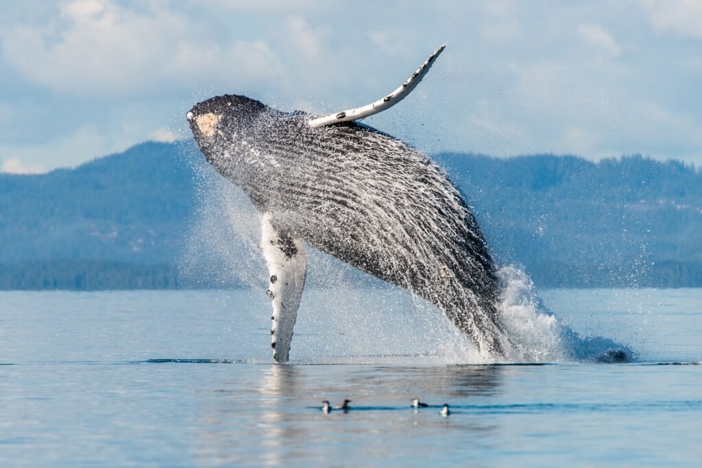 Humpback whale in Vancouver Island, Canada