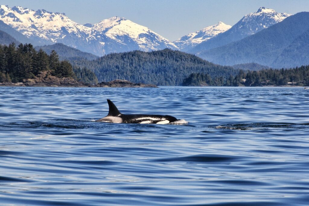 Vancouver Island, one of the best places to go whale watching