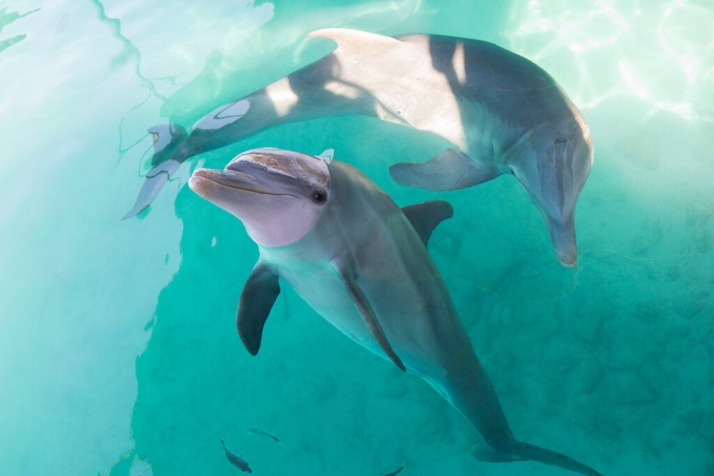 Dolphins in the Bahamas