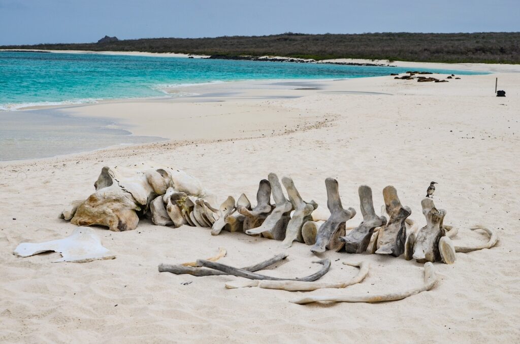 White sand beach of Gardner Bay, Galapagos Islands
