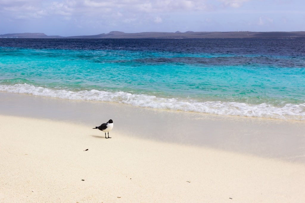 Sandy beach of No Name Beach, Klein Bonaire