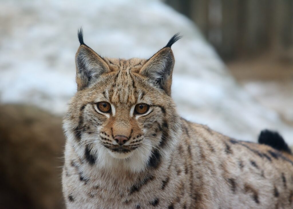 Lynx spotted in Croatia