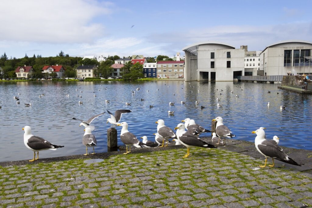 Birds lined up on Hljómskálagarðurinn Park