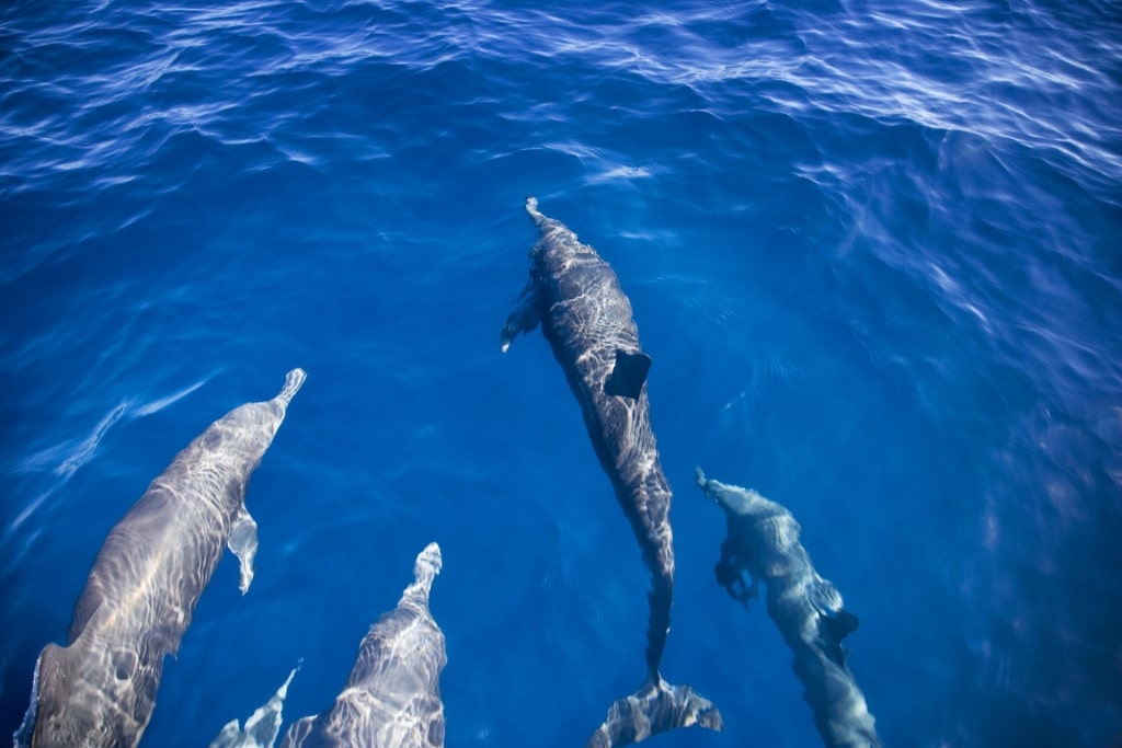 Dolphins in Mexico