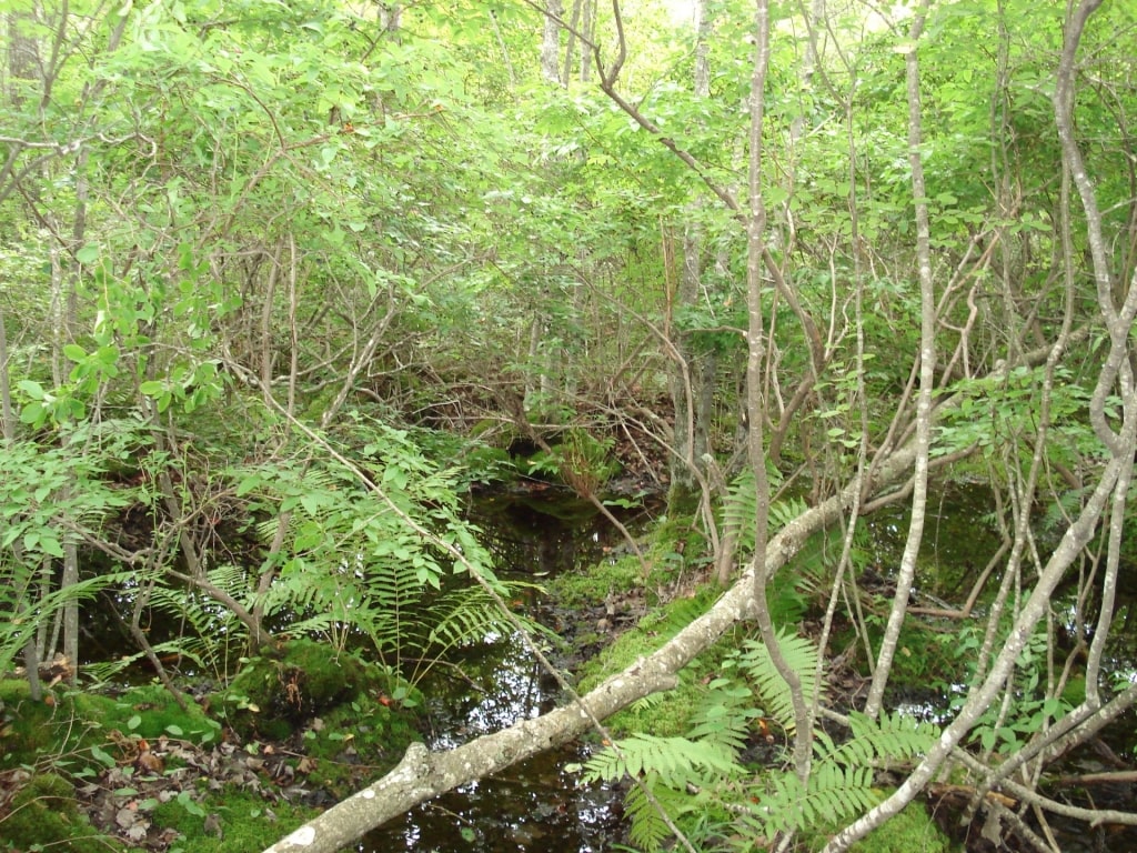 Lush pathway of Tupelo Trail